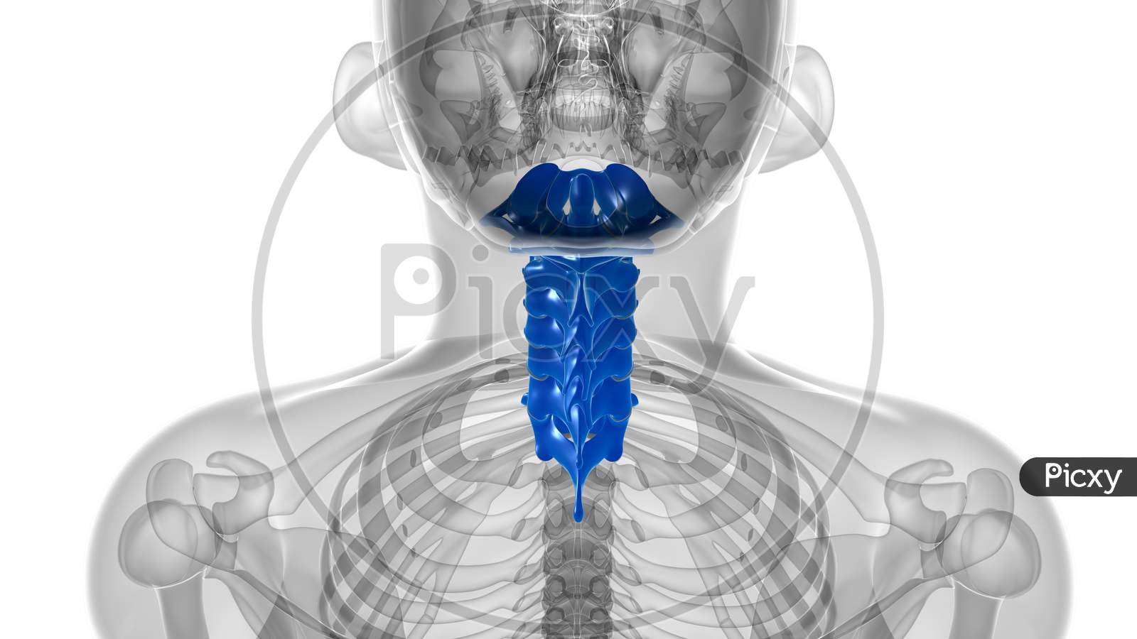 Human Skeleton Vertebral Column Cervical Vertebrae Anatomy 3D