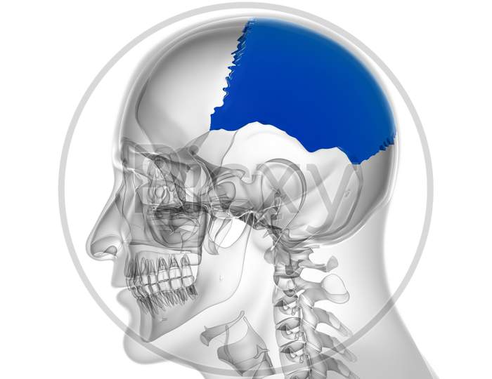 Human Skeleton Skull Parietal Bone Anatomy For Medical Concept