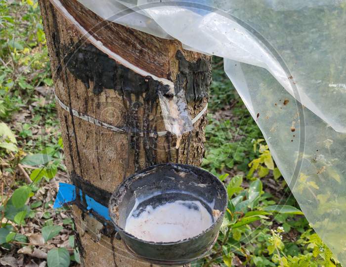 Close up of tapping of rubber in a plantation in India
