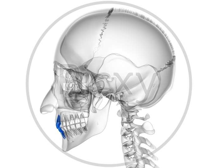 Human Teeth Incisors Anatomy 3D Illustration