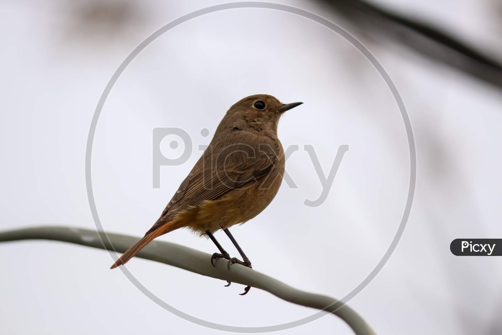 a brown robin perched on a branch