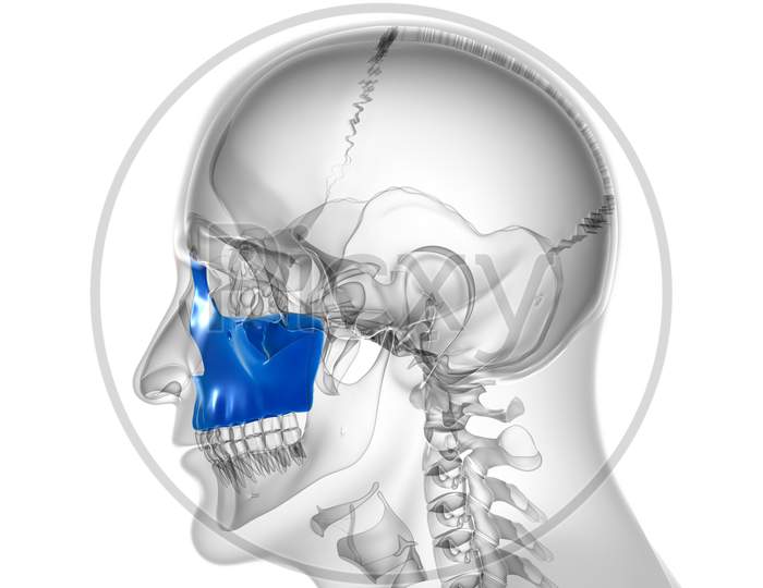 Human Skeleton Skull Maxillal Bone Anatomy For Medical Concept