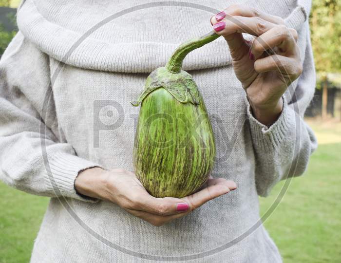 Female Holding Big Green Brinjal Or Eggplant Or Aubergine Indian Asian Vegetable In Hand. Organic Homegrown Kitchen Gardening Of Large Green With Purple Or Violet Lines Patterned