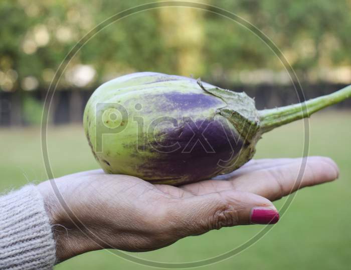 Female Holding Big Green Brinjal Or Eggplant Or Aubergine Indian Asian Vegetable In Hand. Organic Homegrown Kitchen Gardening Of Large Green With Purple Or Violet Lines Patterned