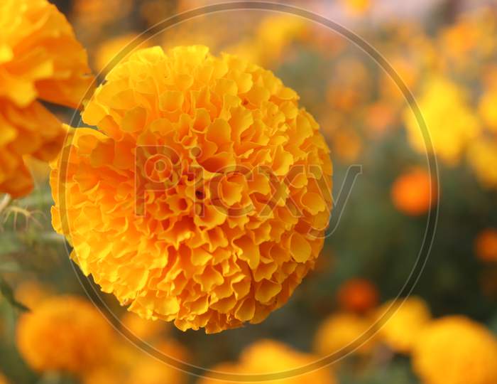Marigold Flower Closeup