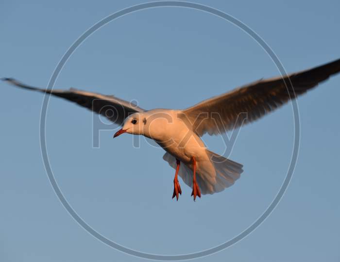 Gulls, or colloquially seagull