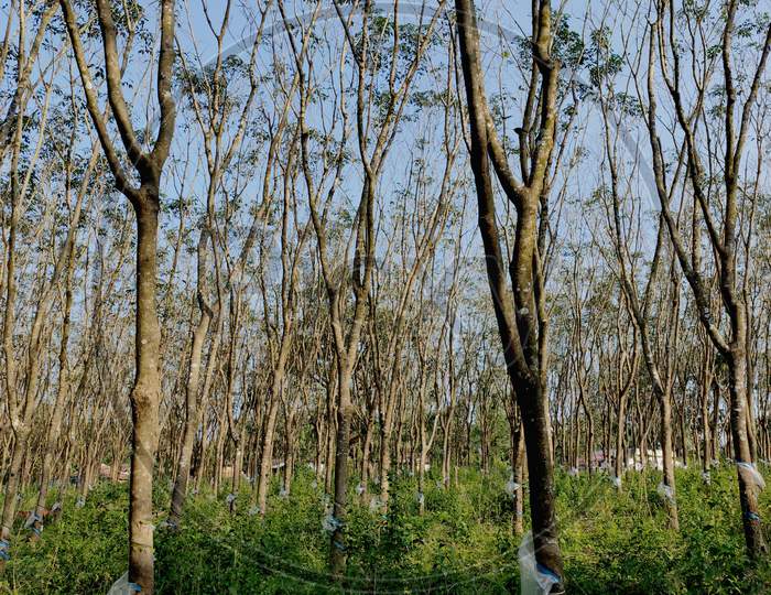 Rubber trees with rubber tapping cups in a large plantation. The cups are covered with plastic sheets for protection