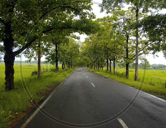 Roadside covered by tree