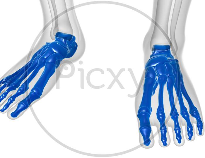 Human Skeleton Foot Bones Anatomy For Medical Concept