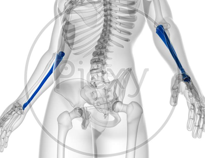 Human Skeleton Anatomy Ulna Bone 3D Rendering