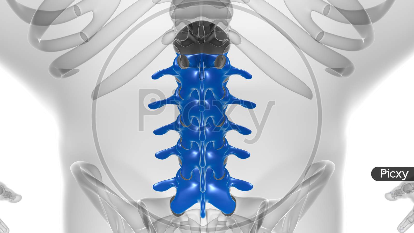 Human Skeleton Vertebral Column Lumbar Vertebrae Anatomy