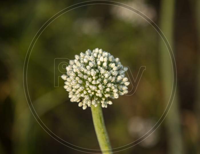 Spring Morning Dew wet onion flowers isolated Background