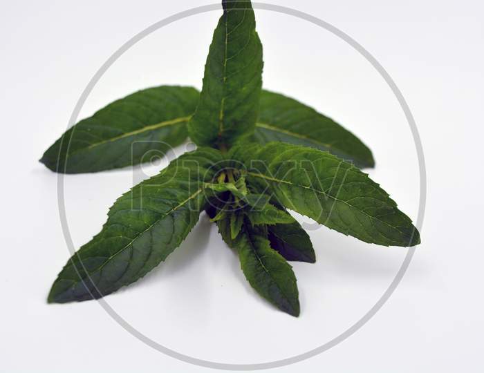 Healthy ripe delicious fruits for human health. Useful herbs and fees for everyone. Fresh mint leaves, mint branches are located on a white background.