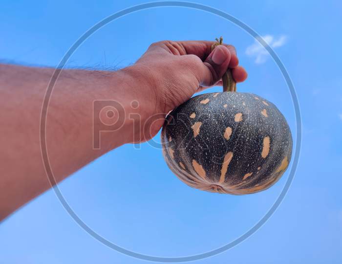South Indian Man Holding Small Size Green Color Pumpkin With His Hands. Cloud Background