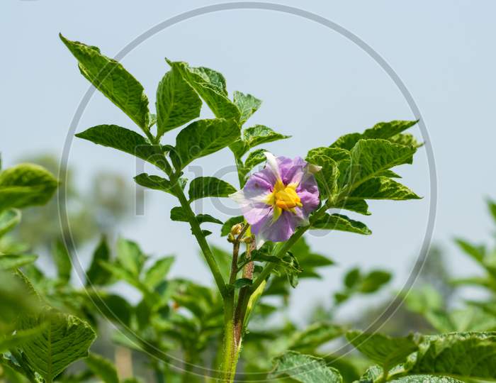 Potato Plants Produce Flowers During The End Of Their Growing Season