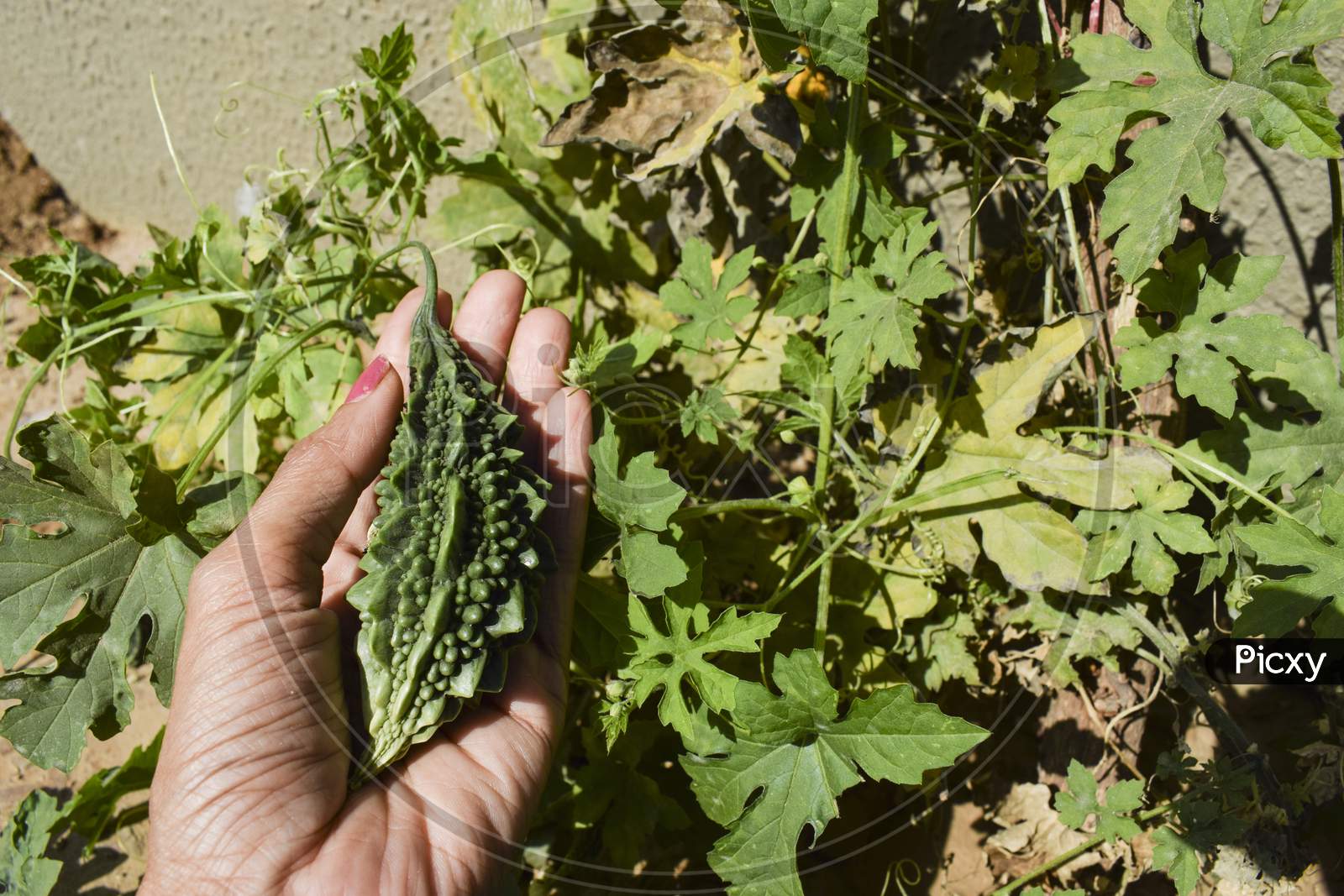 Image Of Female Plucking Holding Bittergourd Or Bittermelon Or Karela Growing In House Backyard Organic Indian Asian Vegetable Fruit Growing With Yellow Flowers Bitter Gourd Plants Xd4797 Picxy