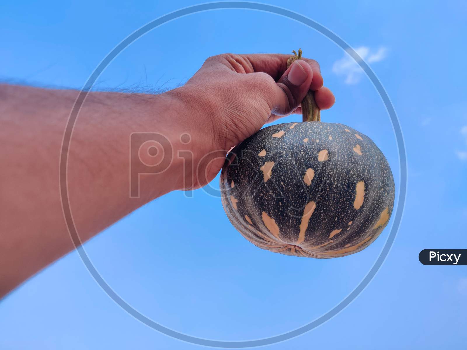 South Indian Man Holding Small Size Green Color Pumpkin With His Hands. Cloud Background