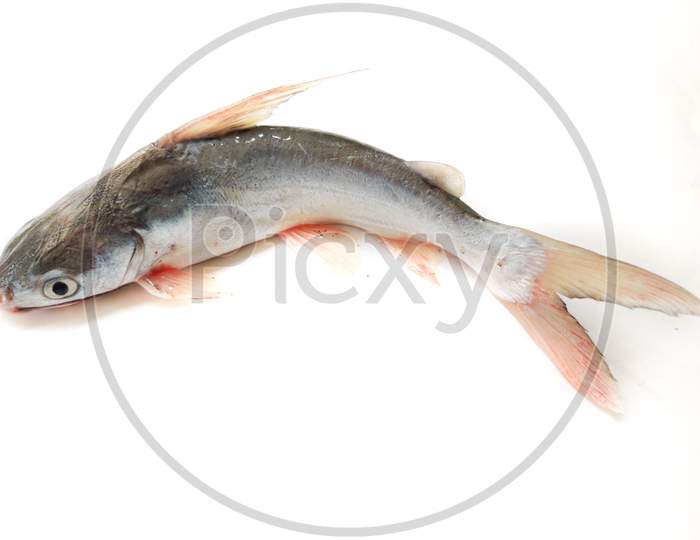 Gafftopsail Cat Fish Fish Isolated On White Background.