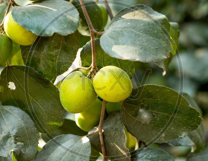 Tropical Sour Fruit Tree Species Belonging To The Family Rhamnaceae