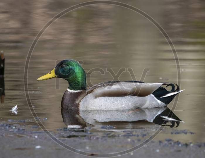 A male mallard duck swimming on a little pond called Jacobiweiher not far away from Frankfurt in Germany at a cold and day in winter.