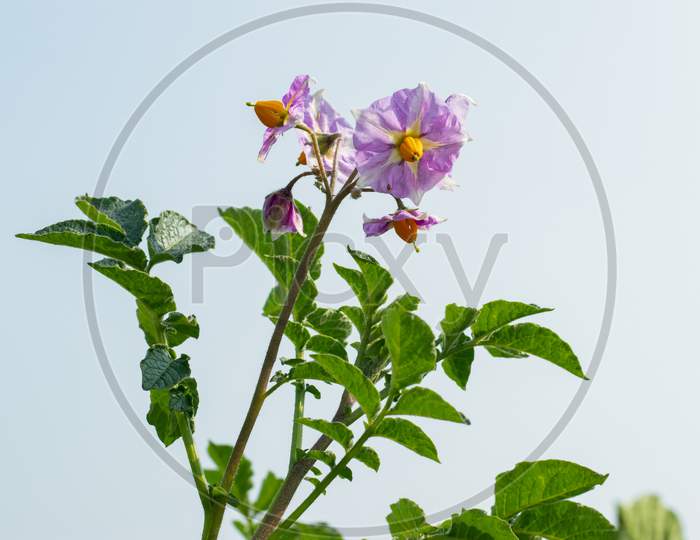 Potato Flower Plants Produce Flowers Fruits Filled With Seeds