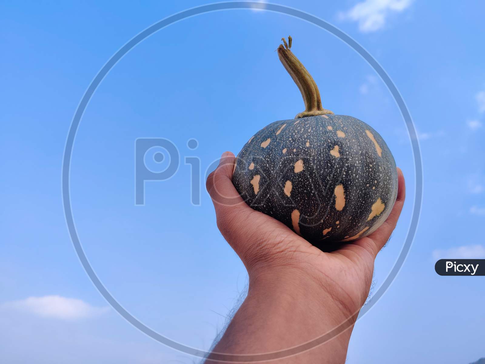 South Indian Man Showing Cute Small Size Green Color Pumpkin. Cloud Background