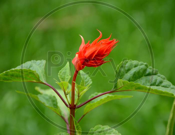 The Red Color Hibiscus Flower With Plant And Green Leaves In The Garden.
