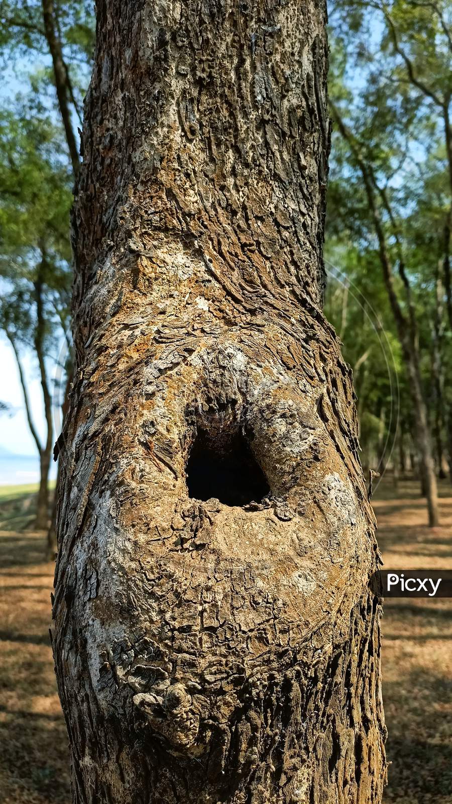 Cave on tree trunk