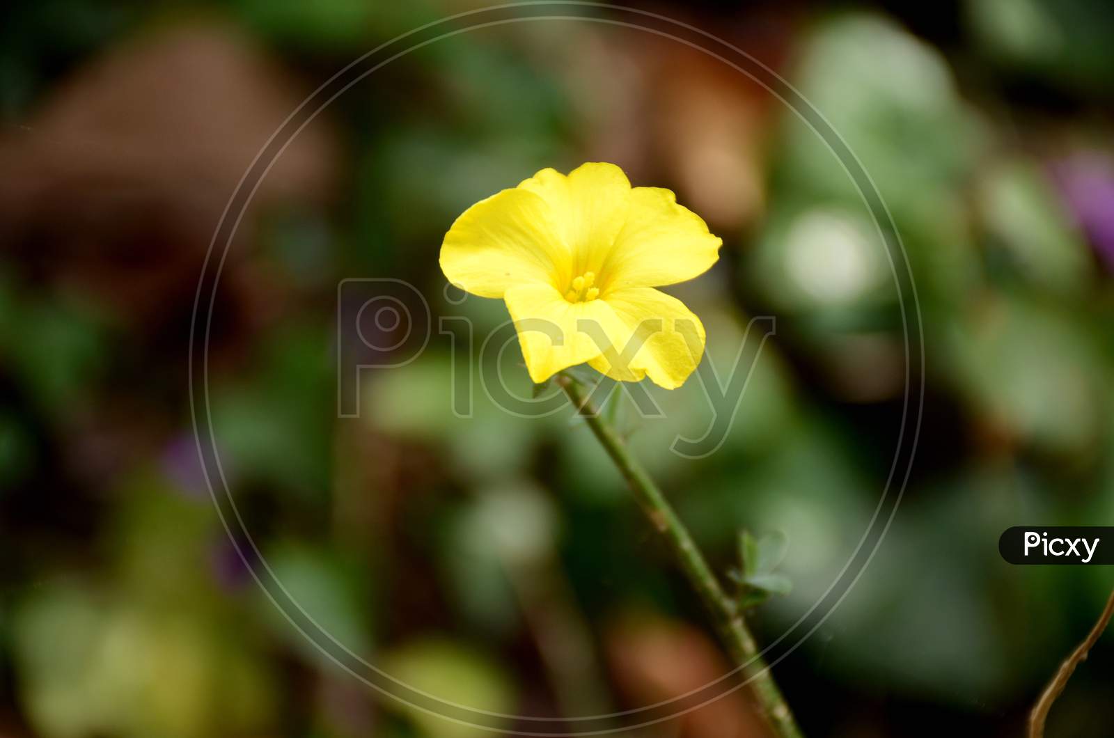 The Beautiful Yellow Color Flower Of Petunia With Plant In The Garden. Garden
