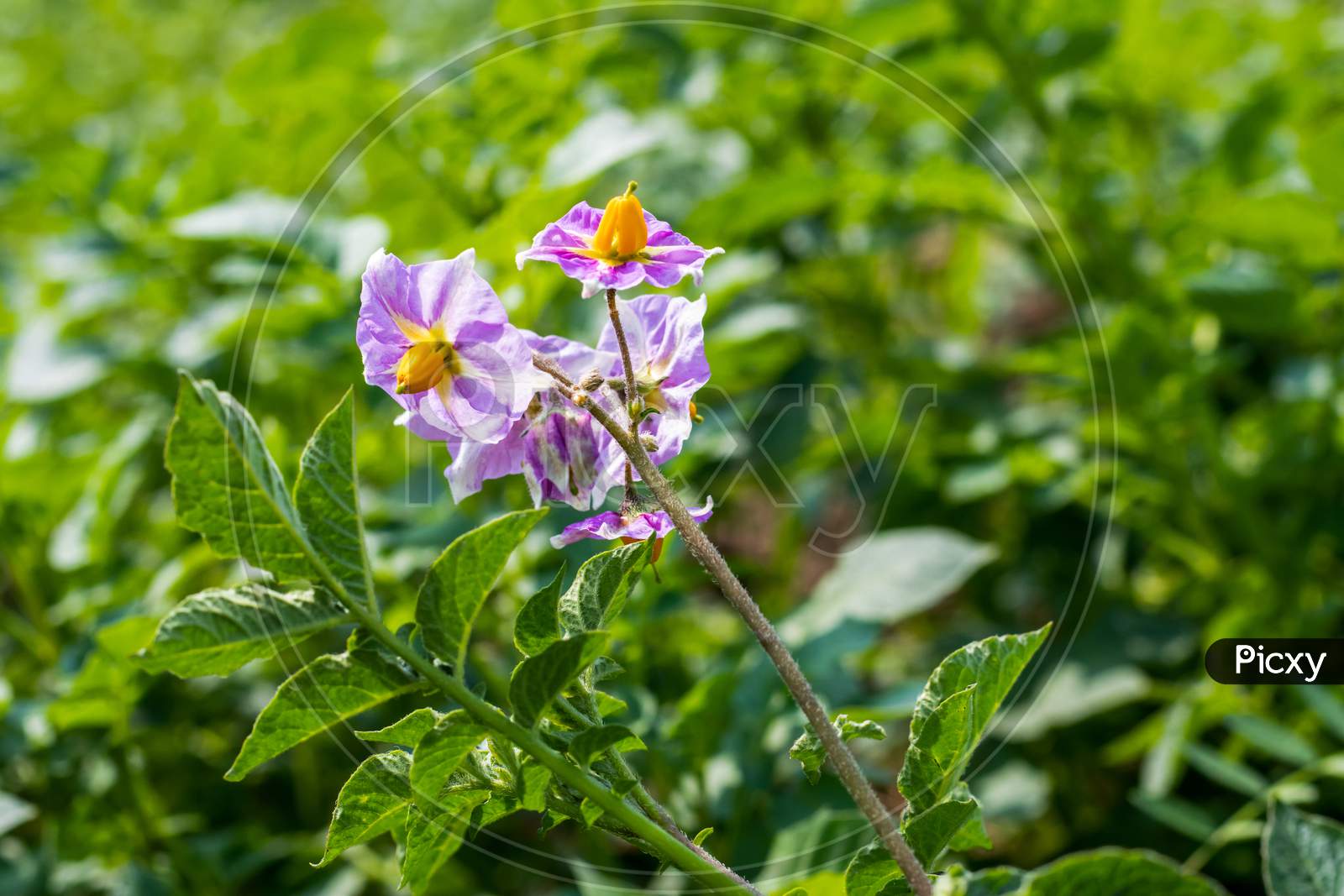 A Potato Plant Produces Flowers, And Later Containing Seeds