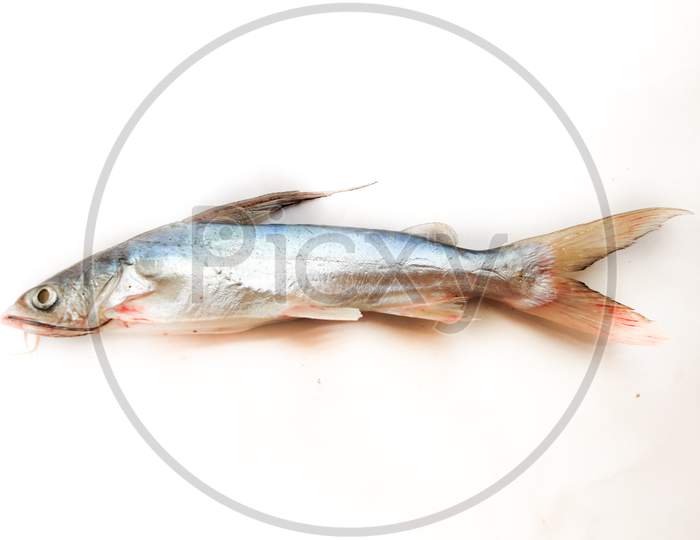 Gafftopsail Cat Fish Fish Isolated On White Background .Selective Focus.