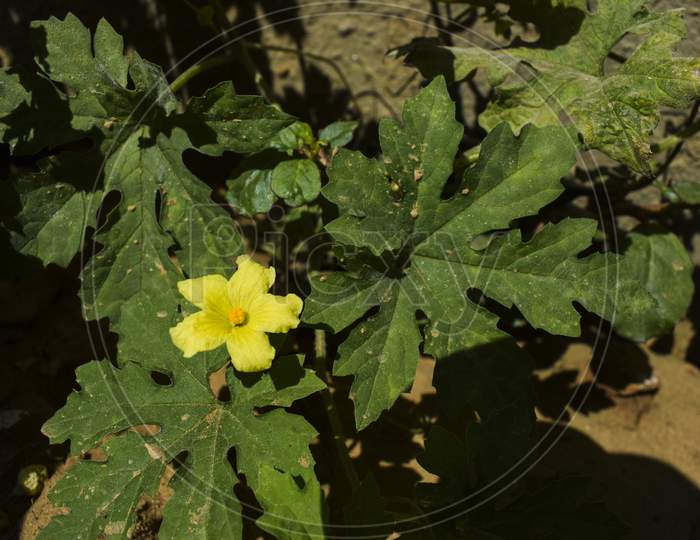 Single Isolate Yellow Flower Of Bittergourd Or Bittermelon Green Bitter Vegetable Plant