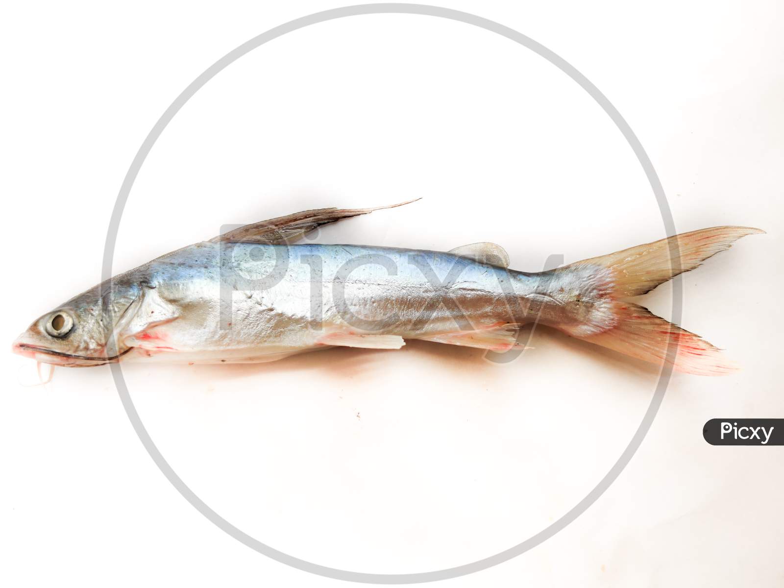 Gafftopsail Cat Fish Fish Isolated On White Background .Selective Focus.