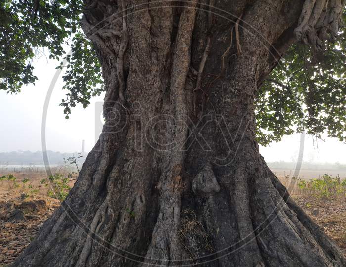 banyan tree root.