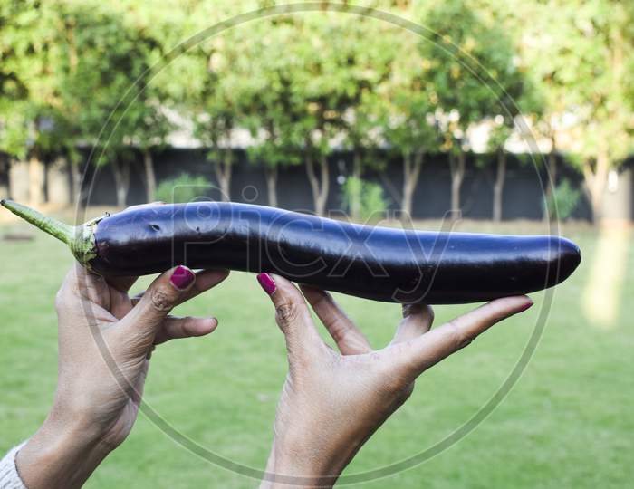 Very Long Dark Purple Thin Slender Eggplant Or Aubergine Or Brinjal Indian Vegetable Homegrown Vegetable Gron Organically And Harvested. Woman Girl Holding Brinjal Vegetable In Hand