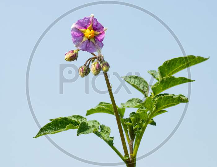Potato Flowers On Blue Sky As A Growing Potato Plant Approaches
