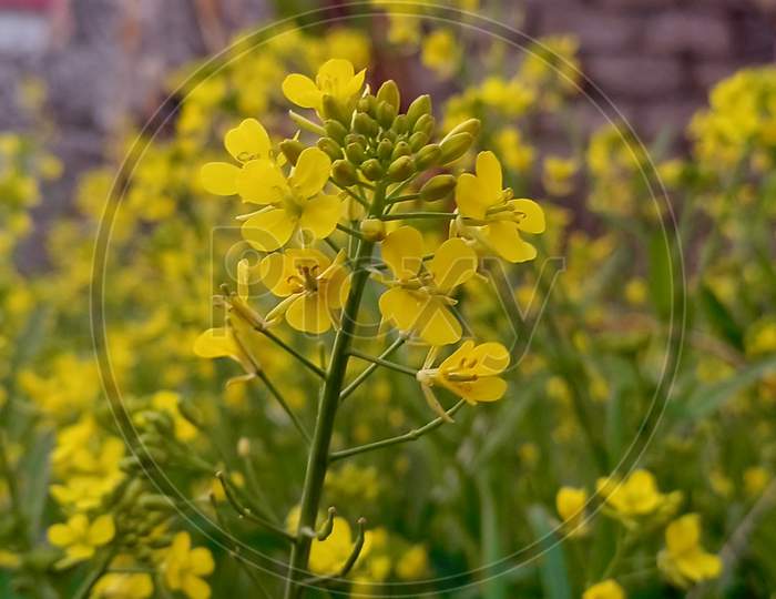 yellow flower of mustard