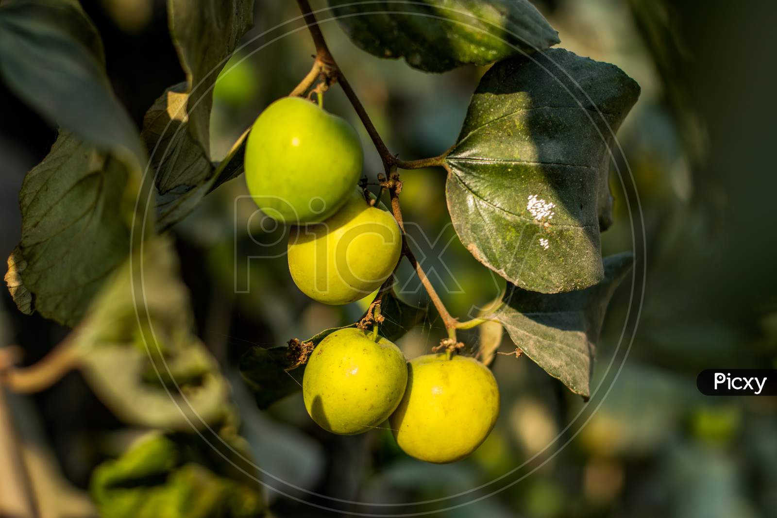 Ziziphus Mauritiana, Also Known As Indian Jujube Sour Food