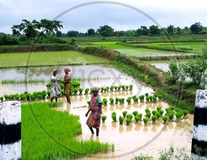 Women farmers are planting paddy in the field