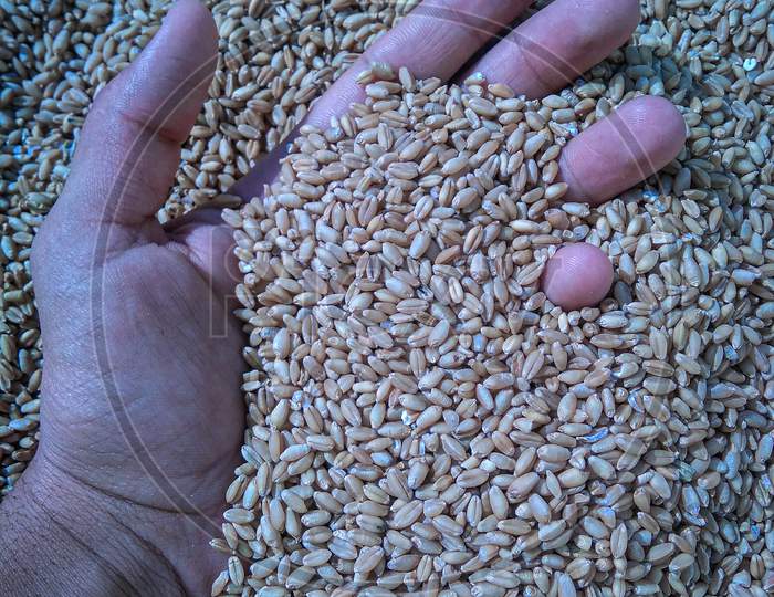 Wheat grains in hand.
