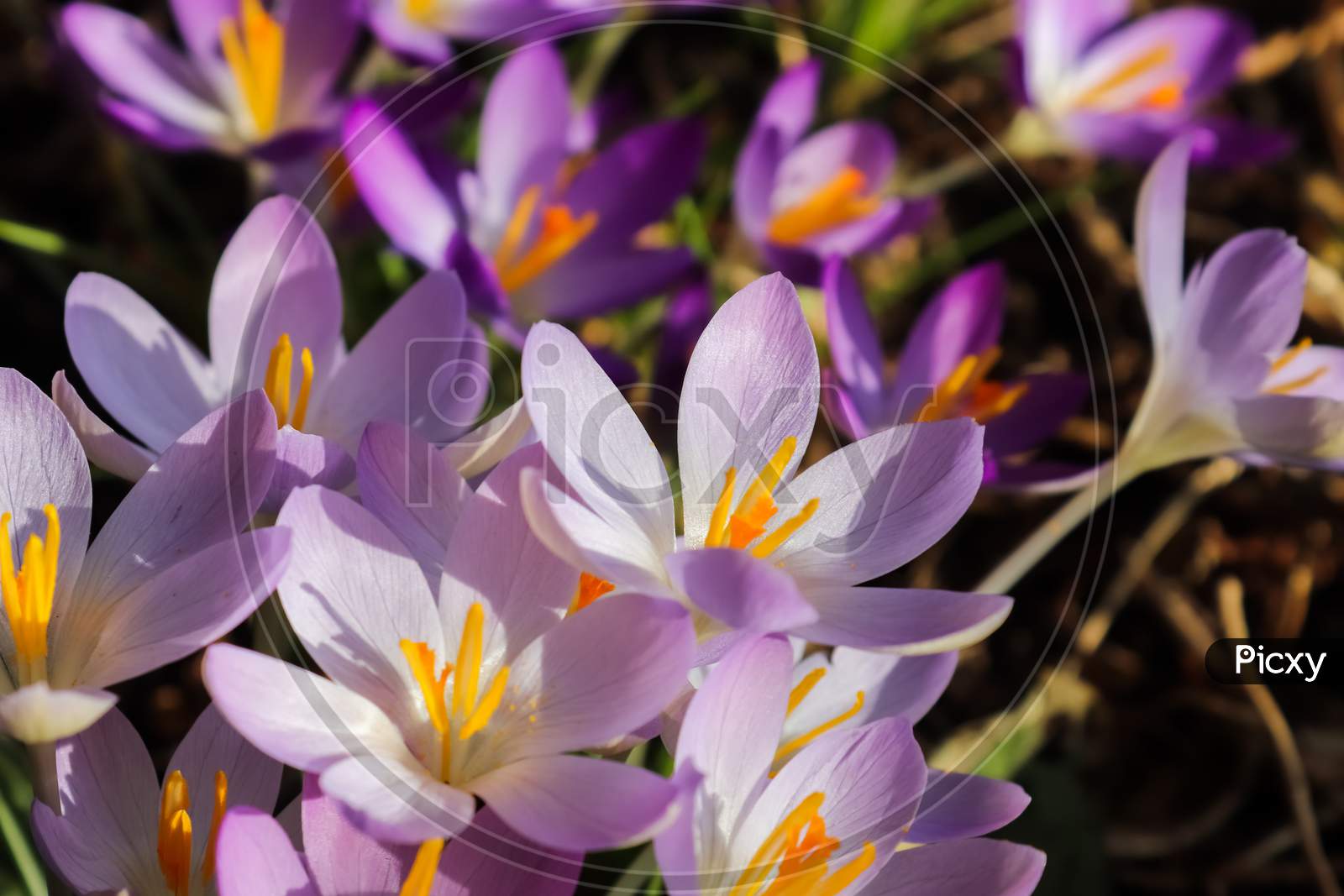 Selective Focus. Purple Crocus Growing Outside. View At Magic Blooming Spring Flowers Crocus Sativus