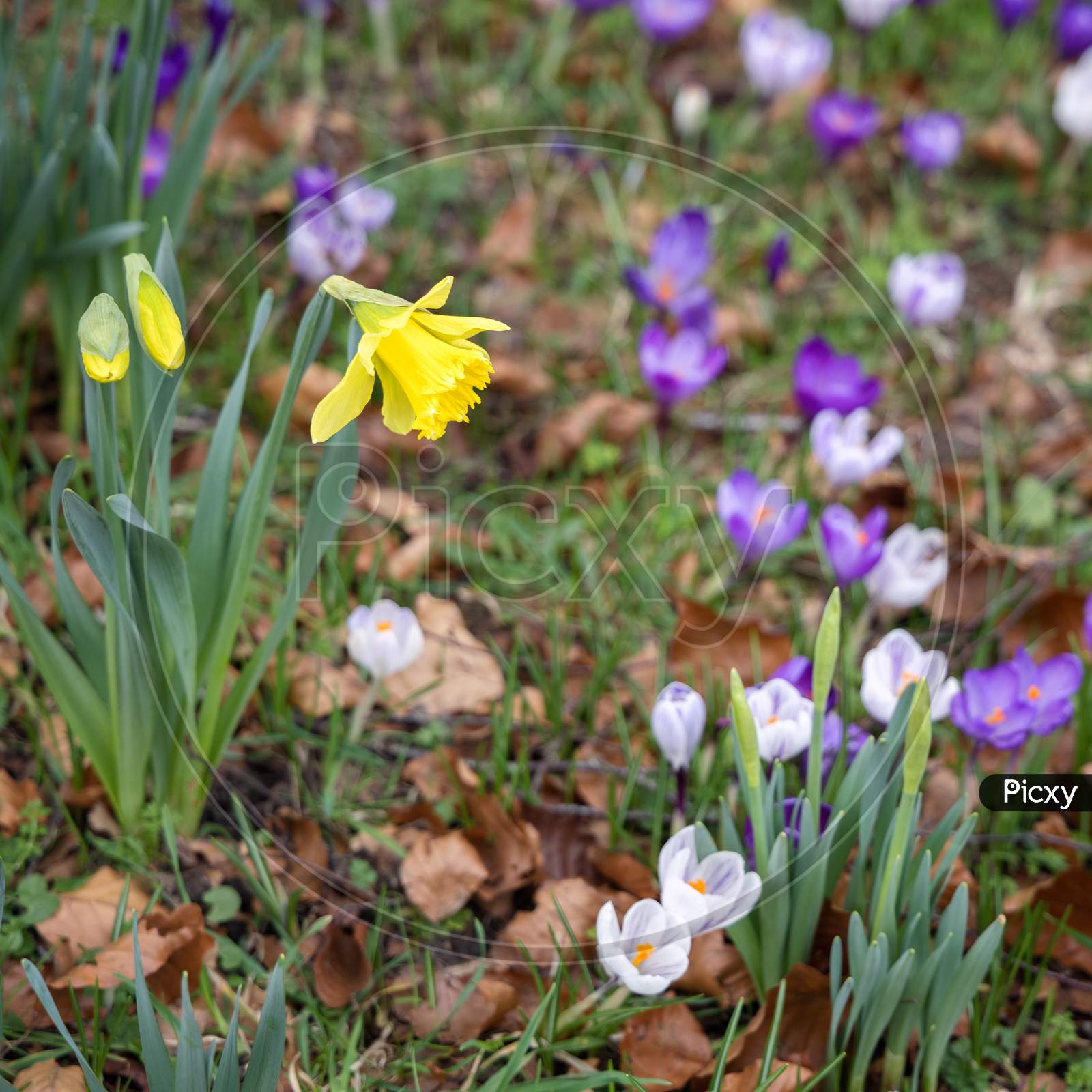 Daffodils And Crocuses Flowering In East Grinstead
