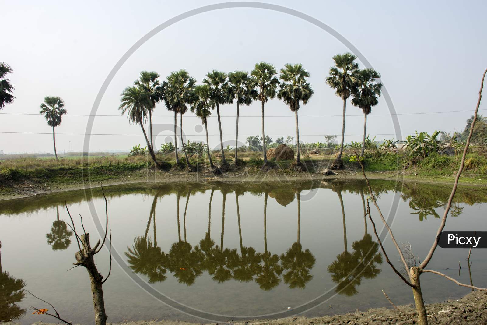 Beautiful Landscape Of Palm Tree Just Beside A Pond With Reflection On It.