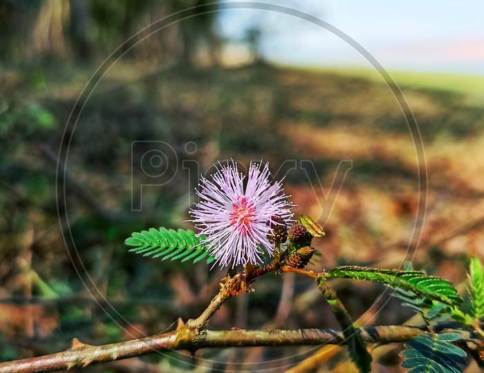 Mimosa Pudica Flower