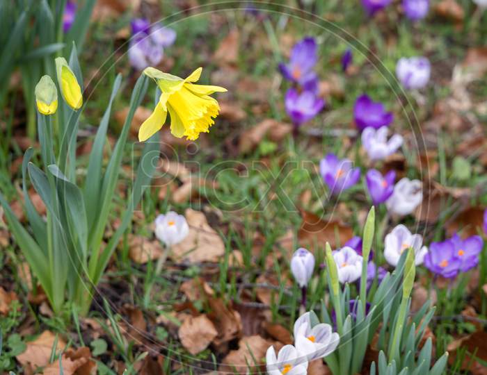 Daffodils And Crocuses Flowering In East Grinstead