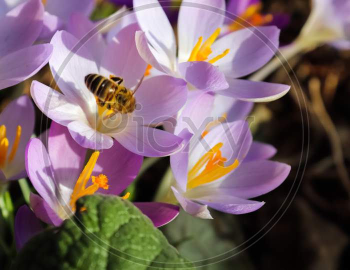 Selective Focus. Bee On A Purple Crocus Growing Outside. View At Magic Blooming Spring Flowers Crocus Sativus