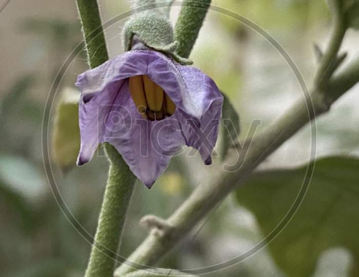 Purple flower with yellow inside it something