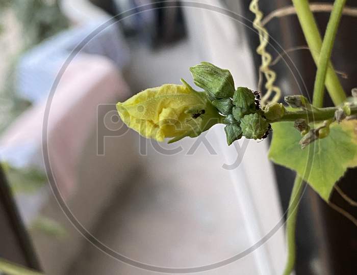 Yellow flower with green leaves in backgyard of house