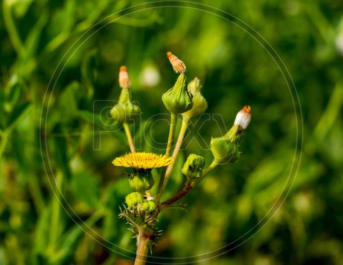 Sow Thistle Or Rough Milk Thistle Yellow Flowers, Flower Buds Growing