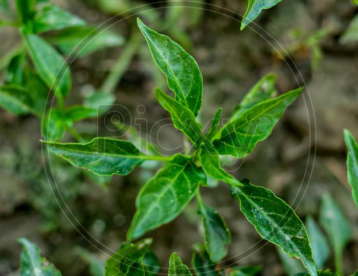 The Green Leaves Of The Chili Plant In Home Garden
